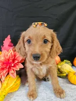 F1b Mini Goldendoodle F#2, a male Miniature Goldendoodle for sale in Princeton, KY – 2 of 6