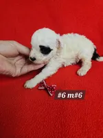 Miniature Poodle Male #6 Red , a male Poodle - Miniature  for sale in Princeton, KY – 2 of 2