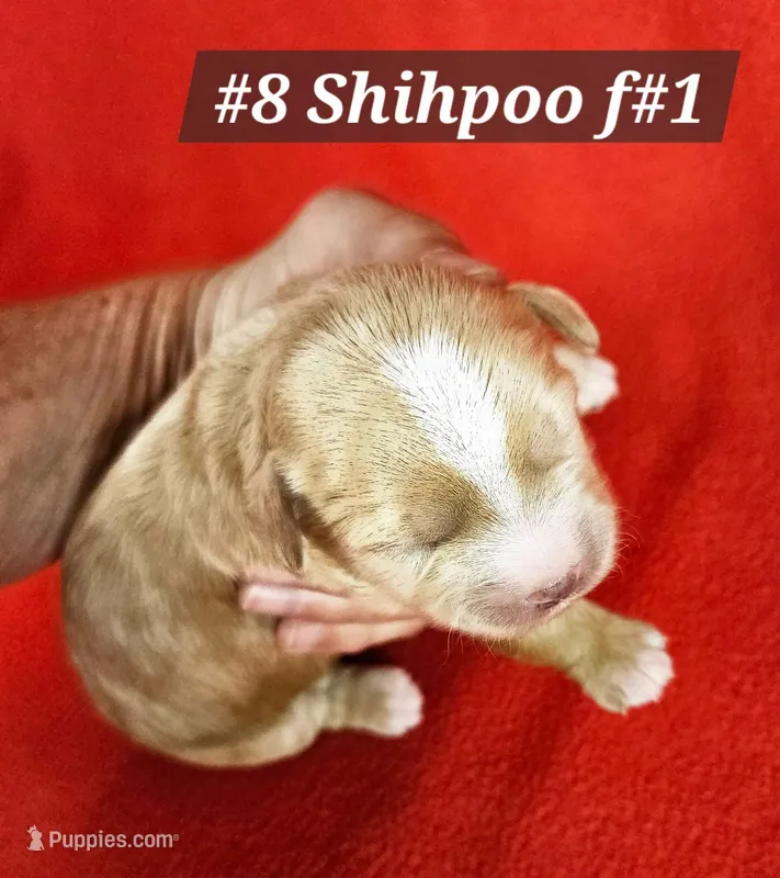 F1b Shih-Poo F#1 – Shih Tzu, Poodle - Miniature  puppy for sale in Princeton, KY