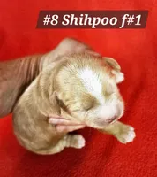 F1b Shih-Poo F#1, a female Shih Tzu and Poodle - Miniature  for sale in Princeton, KY – 1 of 5