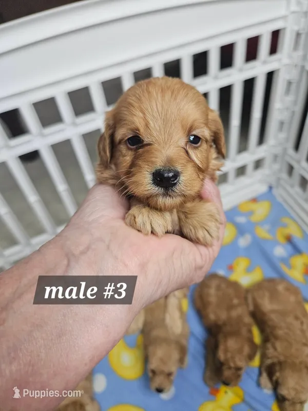 F1b Miniature Goldendoodles m #3 – Miniature Goldendoodle puppy for sale in Princeton, KY