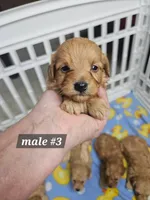 F1b Miniature Goldendoodles m #3, a male Miniature Goldendoodle for sale in Princeton, KY – 1 of 1