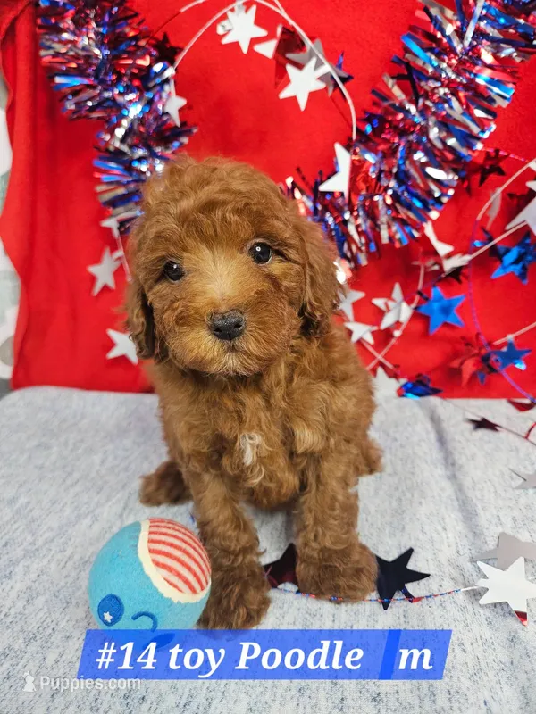 Sm-Miniature (Toy) Poodle M Red – Poodle - Miniature  puppy for sale in Princeton, KY