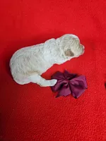 Minaiture Poodle , a male Poodle - Miniature  for sale in Princeton, KY – 8 of 8