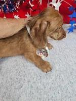 Miniature Dachshund M #2  reduced , a male Miniature Dachshund for sale in Princeton, KY – 5 of 6