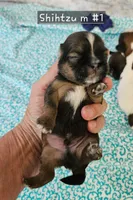 Shihtzu M#1, a male Shih Tzu for sale in Princeton, KY – 6 of 6