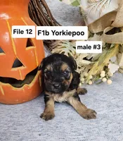 F1b Yorkiepoo M 3, a male Yorkipoo for sale in Princeton, KY – 2 of 2