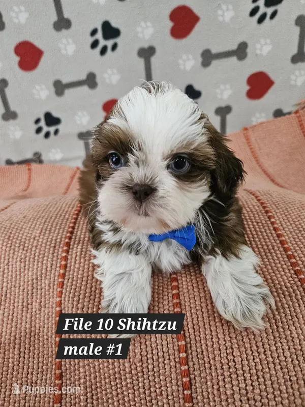 Shihtzu male #1 – Shih Tzu puppy for sale in Princeton, KY