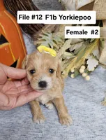 F1b Yorkiepoo f #2, a male Yorkipoo for sale in Princeton, KY – 3 of 4