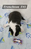 Frenchton  F, a female Boston Terrier and French Bulldog for sale in Princeton, KY – 2 of 5