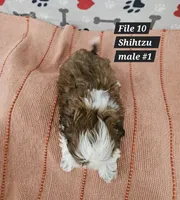 Shihtzu male #1, a male Shih Tzu for sale in Princeton, KY – 3 of 3