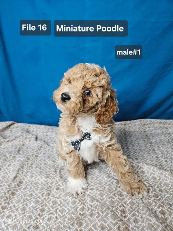 Miniature Poodle M #1 – Poodle - Miniature  puppy for sale in Princeton, KY