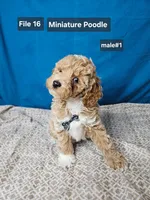 Miniature Poodle M #1, a male Poodle - Miniature  for sale in Princeton, KY – 1 of 5