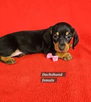 Miniature Dachshund F , a female Miniature Dachshund for sale in Princeton, KY – 4 of 7