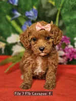 PENDING F1b Cavapoo F #4, a female Cavapoo for sale in Princeton, KY – Photo 1 of 2