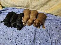 PENDING F1b Cavapoo F #4, a female Cavapoo for sale in Princeton, KY – Photo 2 of 2