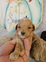 Small Miniature Poodle (6) Female #2, a male Poodle - Toy  and Poodle - Miniature  for sale in Princeton, KY – 4 of 4