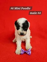 Miniature Poodle M#4, a male Poodle - Miniature  for sale in Princeton, KY – 5 of 5