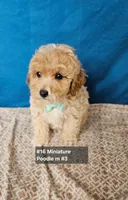 Minature Poodle M#3, a male Poodle - Miniature  for sale in Princeton, KY – 2 of 5