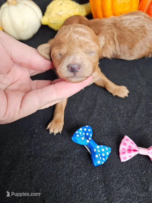 F1b Cavapoo  RED – Cavapoo puppy for sale in Princeton, KY