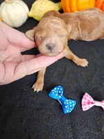 F1b Cavapoo  RED, a male Cavapoo for sale in Princeton, KY – 1 of 2