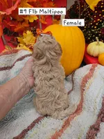 F1b Maltipoo Female #1  (9), a female Maltipoo and Poodle - Toy  for sale in Princeton, KY – 4 of 5