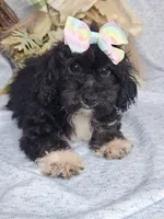 Miniature Poodle F#1, a female Poodle - Miniature  for sale in Princeton, KY – 1 of 6