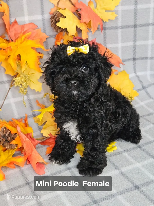 REDUCED Miniature Poodle F  – Poodle - Miniature  puppy for sale in Princeton, KY