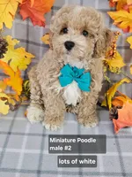 REDUCED Miniature Poodle M #2 , a male Poodle - Miniature  for sale in Princeton, KY – 4 of 4