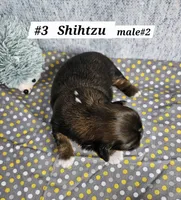 Shih tzu m#2, a male Shih Tzu for sale in Princeton, KY – 2 of 2