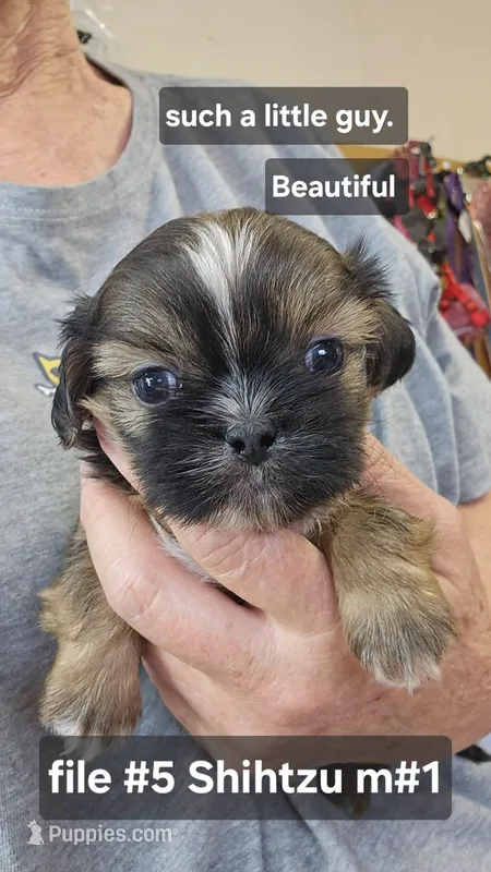 Shihtzu M#1 – Shih Tzu puppy for sale in Princeton, KY