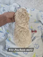 Pochon , a male Bichon Frise and Poodle - Miniature  for sale in Princeton, KY – 2 of 3
