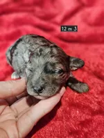 Pending Sm, Mini. Poodle m 3, a male Poodle - Miniature  for sale in Princeton, KY – Photo 2 of 3