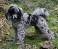 Pending Sm, Mini. Poodle m 3, a male Poodle - Miniature  for sale in Princeton, KY – Photo 3 of 3