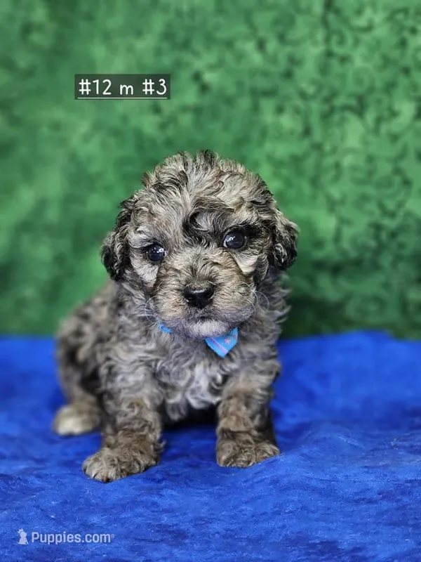 Pending Sm, Mini. Poodle m 3, a male Poodle - Miniature  for sale in Princeton, KY – Photo 1 of 3