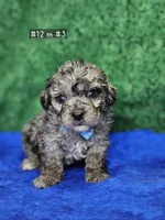 Pending Sm, Mini. Poodle m 3, a male Poodle - Miniature  for sale in Princeton, KY – Photo 1 of 3