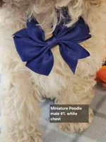 Reduced Miniature Poodle , a male Poodle - Miniature  for sale in Princeton, KY – 4 of 5