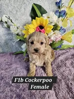 F1b Cockerpoo f, a female Cockapoo for sale in Princeton, KY – 6 of 6