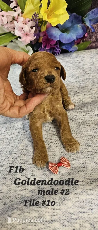 F1b Goldendoodle Mini m 2 – Miniature Goldendoodle puppy for sale in Princeton, KY