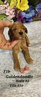 F1b Mini Goldendoodle  m 2, a male Miniature Goldendoodle for sale in Princeton, KY – 3 of 7