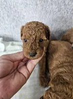 F1b Goldendoodle Mini m 2, a male Miniature Goldendoodle for sale in Princeton, KY – Photo 2 of 4