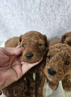 F1b Goldendoodle Mini m 2, a male Miniature Goldendoodle for sale in Princeton, KY – Photo 3 of 4