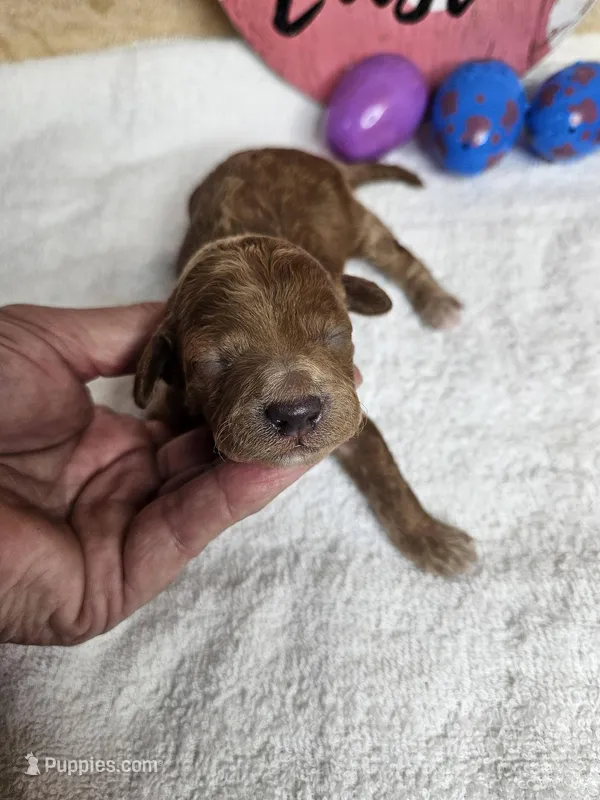 F1b Goldendoodle Mini m 2 – Miniature Goldendoodle puppy for sale in Princeton, KY