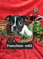 Frenchton  m #5, a male Boston Terrier and French Bulldog for sale in Princeton, KY – 3 of 3