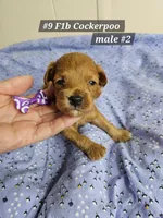 F1b Cockerpoo Male #2, a male Cockapoo for sale in Princeton, KY – 1 of 1