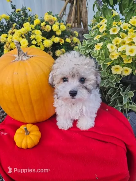 Maltipoo M#3 – Maltipoo puppy for sale in Princeton, KY