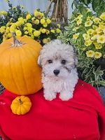 Maltipoo M#3, a male Maltipoo for sale in Princeton, KY – 1 of 1