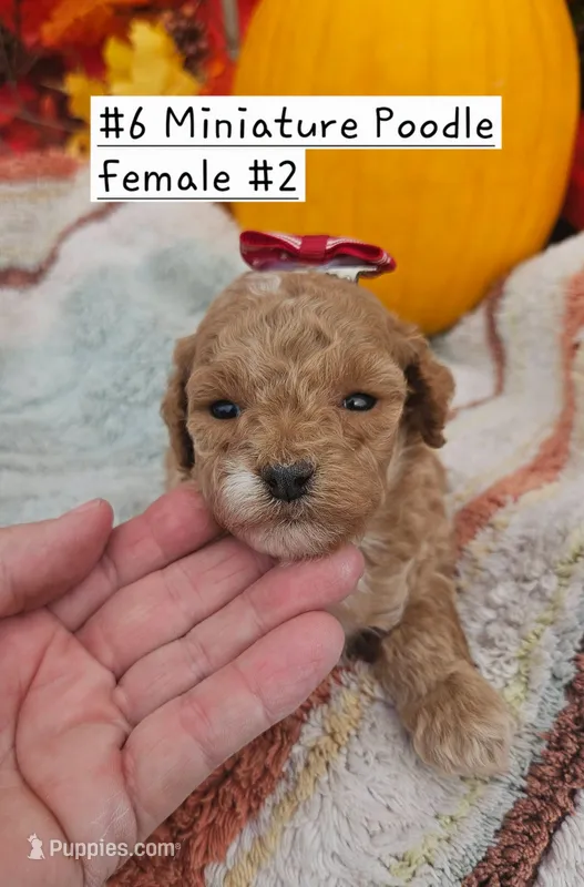 Small Miniature Poodle (6) Female #2 – Poodle - Toy , Poodle - Miniature  puppy for sale in Princeton, KY
