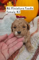 Small Miniature Poodle (6) Female #2, a male Poodle - Toy  and Poodle - Miniature  for sale in Princeton, KY – 1 of 4