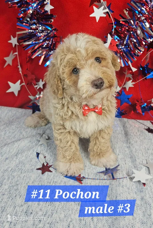 Pochon  – Bichon Frise, Poodle - Miniature  puppy for sale in Princeton, KY